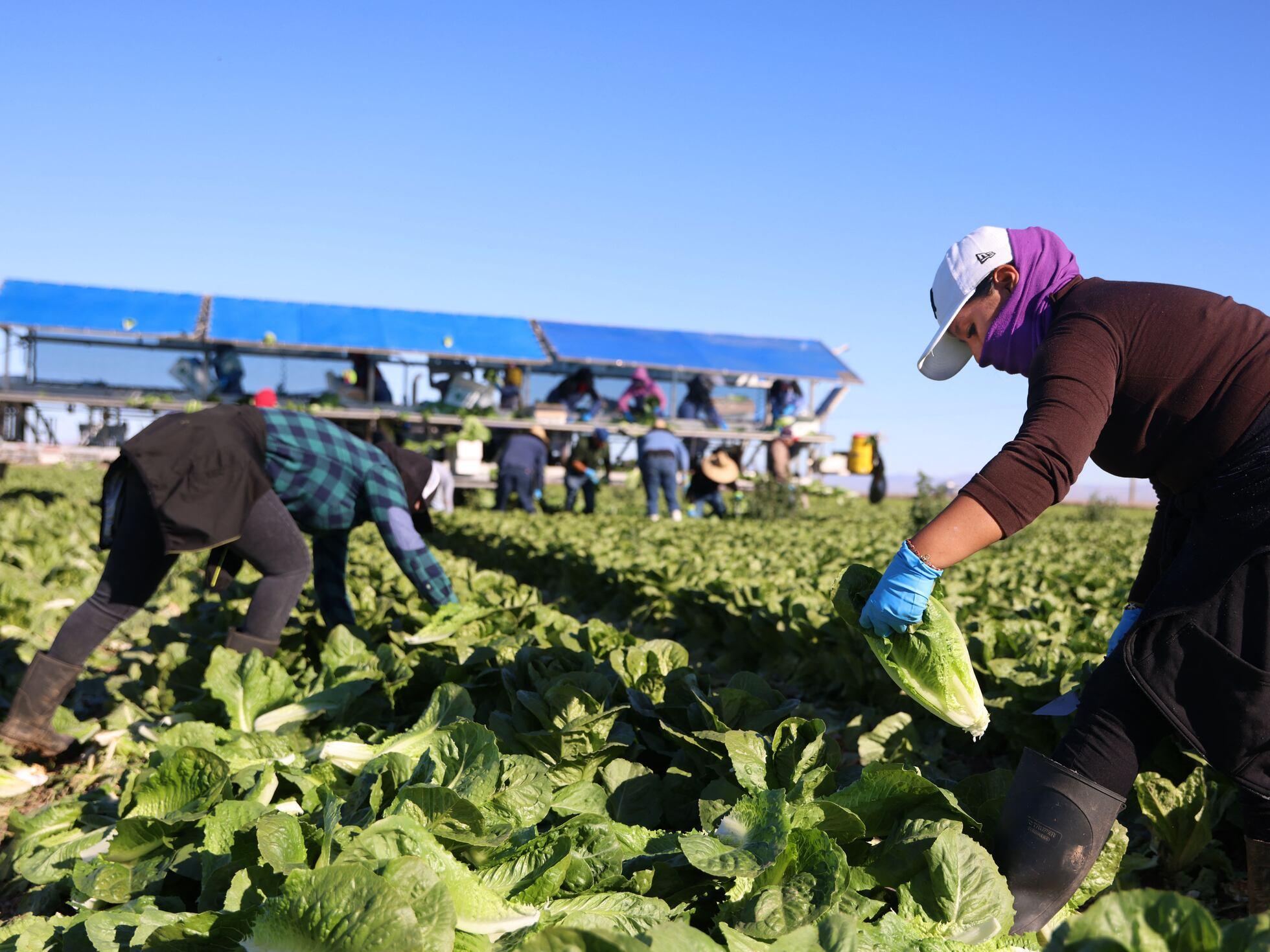 Trabalhadores realizando colheita